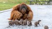 Des orangs-outans se lient d'amitié avec des loutres