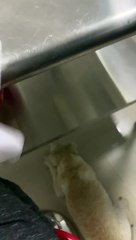 Dog Has an Amazing Ear for Food Wrappers