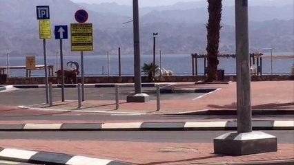Mountain Goats Roaming Deserted Beach Walkway