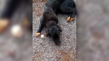 Homem denuncia envenenamento de cães na Região da FAG