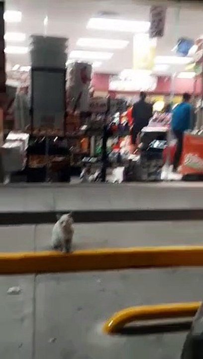 Un chat attend devant un magasin pour avoir des friandises