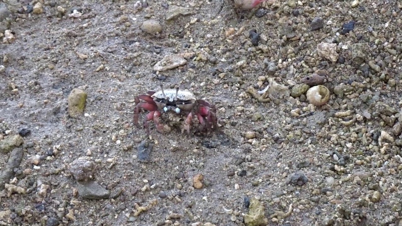 Crabe violoniste, crabe fantôme et crabe de rochers