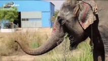 Elephant celebrates first year of freedom after enduring 40 years of abuse