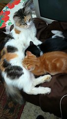 Quite Breastfeeding Kittens