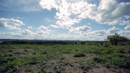 Xangai em "Cantingueiros" / TEASER episódio 1