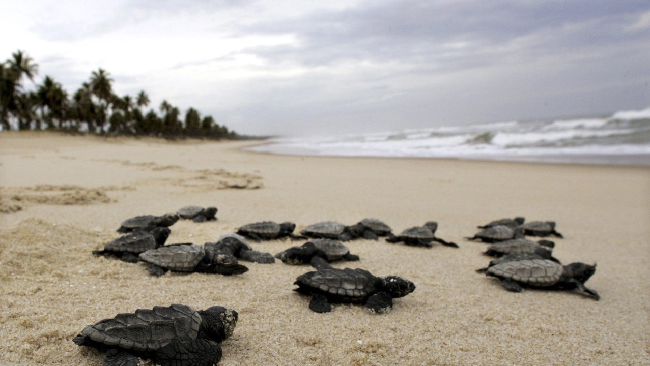 Gracias a la cuarentena, nacen cerca de 100 tortugas marinas en peligro de extinción en Brasil