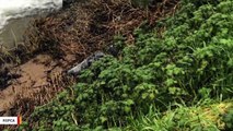 Family Walking Dogs Finds Seal Pup Miles From Sea