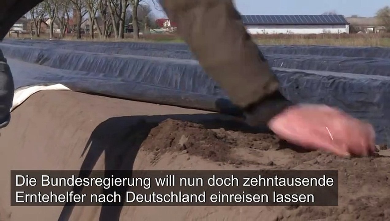 Einige erntehelfer sollen nun doch einreisen dürfen