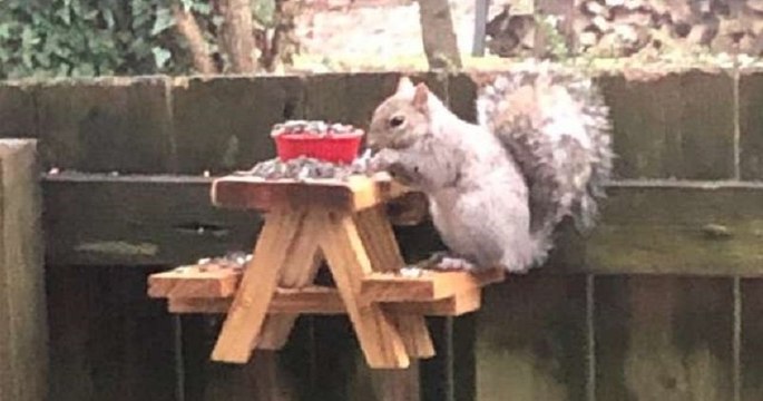 Un homme a construit une mini table de pique-nique en bois pour nourrir les écureuils de sa cour