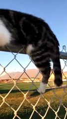 Cat Straddling Fence Freed From Suffocating Snack