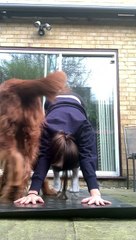 Pup Interrupts Yoga Practice