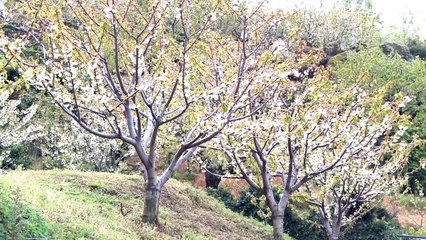 La cancelación de las fiestas del cerezo en flor daña a hosteleros