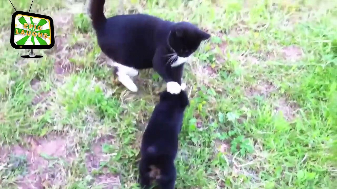 Funny Fails Videos - Compilation