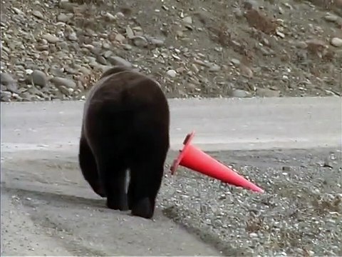 Ours bien élevé : il remet un cône de signalisation sur la route !
