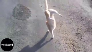 İki Ayak Üzerinde Yürüyen Kedi