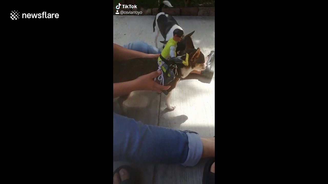 Bored man attaches doll to his dog IN Mexico and dog HATES it