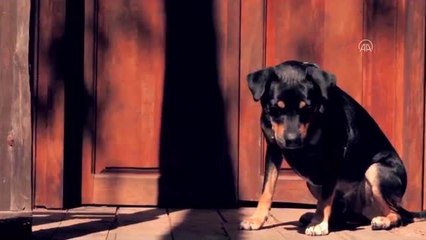 Çevre ve Şehircilik Bakanı Kurum'dan sokak hayvanları için çağrı