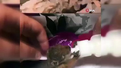 Kastamonu’da çalışan orman işçileri sincap yavrularına sahip çıktı