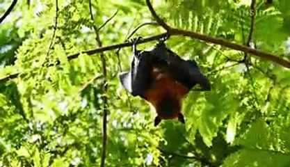 Why bats can fight off so many viruses