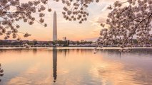 How You Can Watch the D.C. Cherry Blossoms Bloom From Home