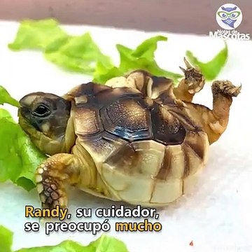 helix la tortuga con ruedas, helix the turtle with wheels