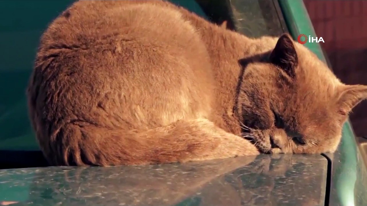 Çevre ve Şehircilik Bakanı Kurum: “Bu zor günlerde sokaklardaki can dostlarımızı unutmuyor, evlerimizin önüne bir kap mama ve su bırakıyoruz”