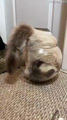 Ragdoll Cat Thinks She's a Fish