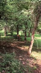 एनटीसीए ने मांगी वन विभाग से टी-104 की डेली रिपोर्ट