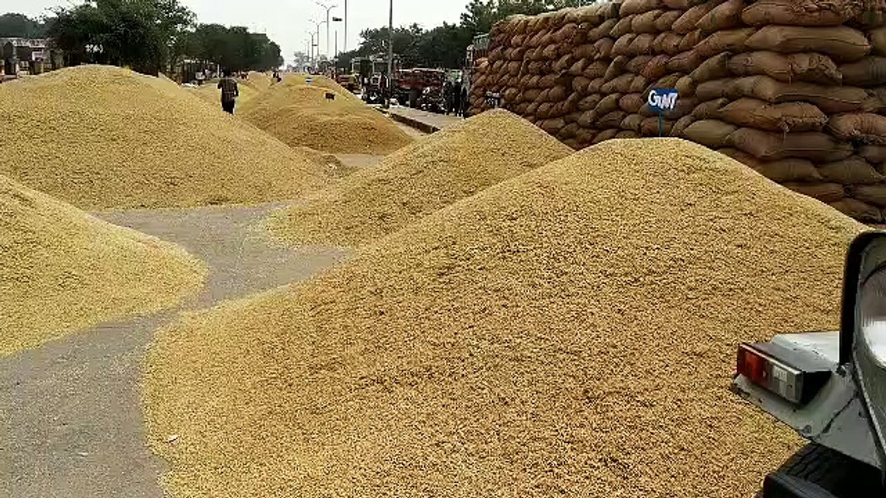 paddy crop