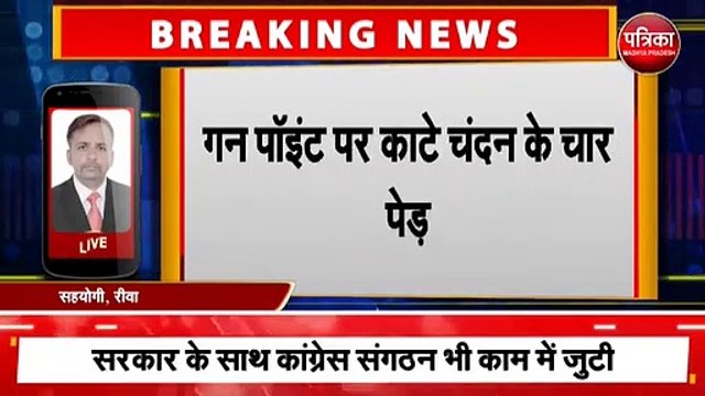 Four sandalwood trees stolen from district judge bungalow in Rewa