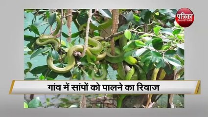 एक गांव जहां की जाती है सांप की खेती