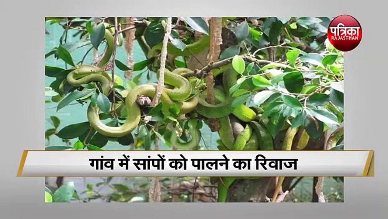 एक गांव जहां की जाती है सांप की खेती