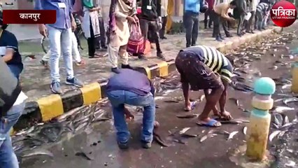 सड़क पर तैरने लगीं कैंसर रोगी बनाने वालीं थाई मांगूर प्रजाति की मछलियां