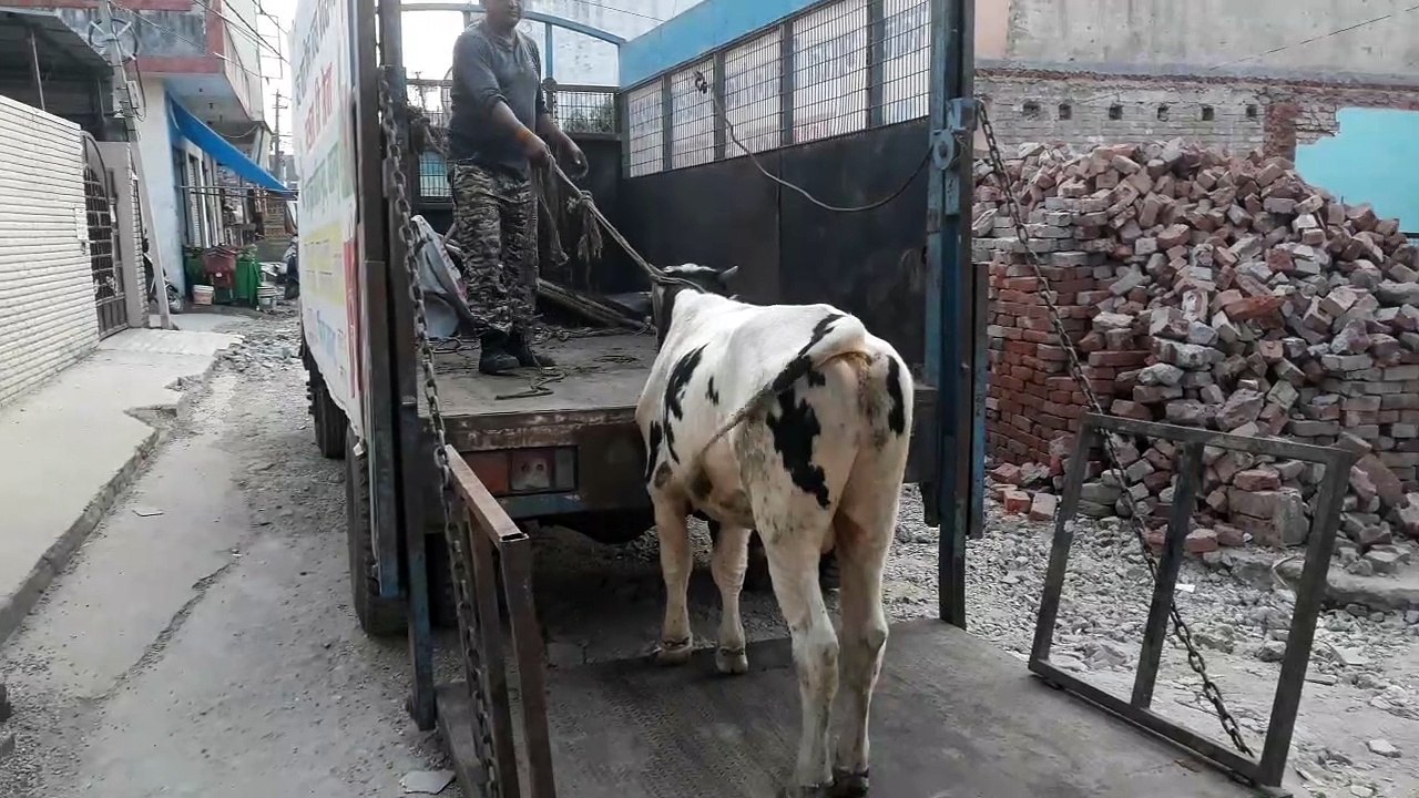 स्मार्ट सिटी सहारनपुर में पशुओं को गाड़ी में लादने के इस फॉर्मूले का होता है प्रयोग