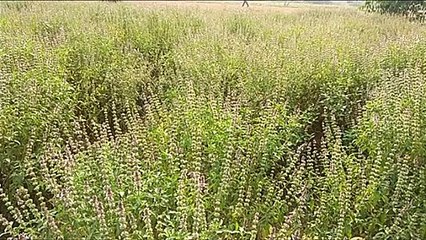 यूपी: गन्ना बेल्ट में किसानों को गन्ने की मिठास से ज्यादा पसंद आ रहा तुलसी का कड़वा पत्ता