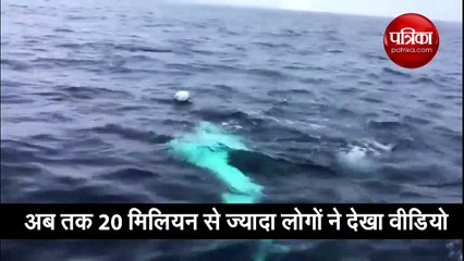 जब समुद्र में व्हेल मछली खेलने लगी Rugby, पल भर में वीडियो वायरल