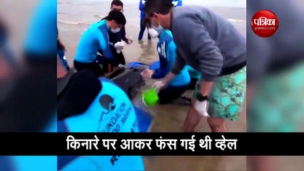 समुद्र में फंसी व्हेल को बचाया गया