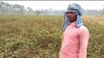 यूपी: इस जिले में सितम्बर की बारिश ने बढ़ा दी किसानों की मुश्किलें, सैकड़ों बीघा फसल हो गयी बर्बाद