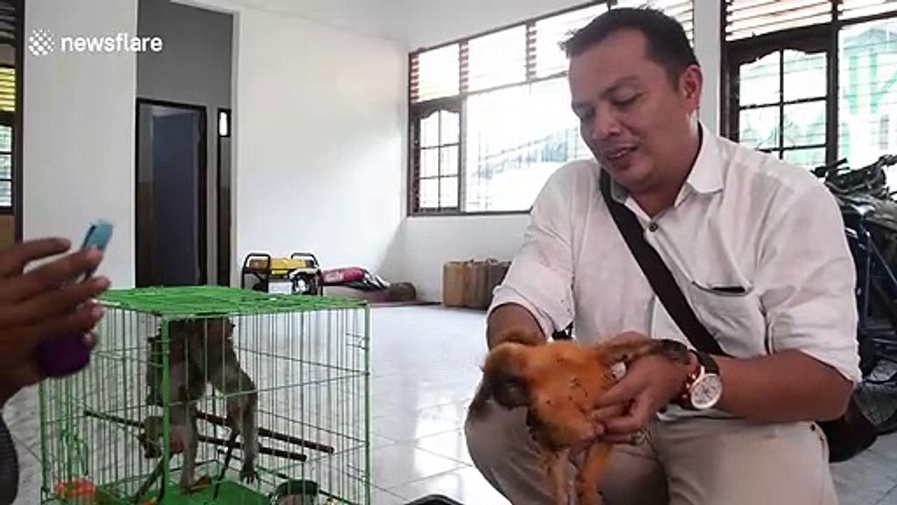 Indonesian conservation centre rescues several baby monkeys from illegal trafficking