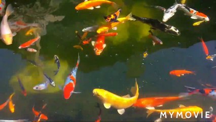 Colourful fish