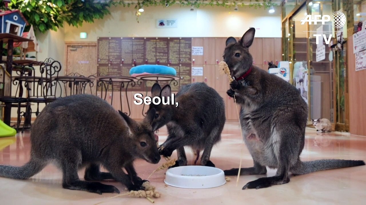 Customers desert South Korea's animal cafes over virus fears