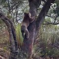 Australie: Des koalas sauvés des récents feux de forêt retrouvent leur liberté
