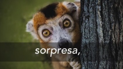 Fundéu BBVA: “shock”, alternativas en español