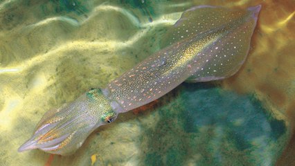 Los calamares tienen un superpoder: pueden cambiar su código genético