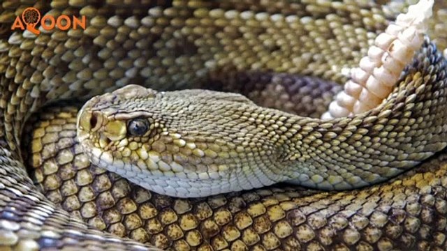 Colorado Scientists Say Research Suggests Snake Venom Could Cure Cancer - AQOON World | Urdu | Hindi | English subtitles