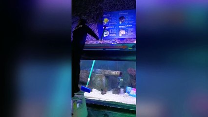 Sea Life Centre staff singing to the fish to keep them happy during lockdown!