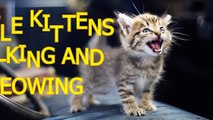 Little kittens meowing and talking - Cute cat video #cinemarascals