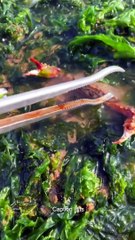 Amazing Animal Sea On The Beach