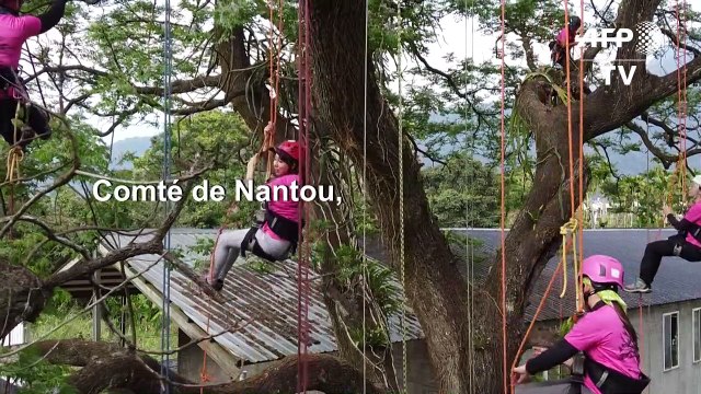 A Taïwan, des formations pour apprendre aux femmes à grimper aux arbres