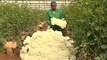 Coronavirus lockdowns hit flower farms in Kenya